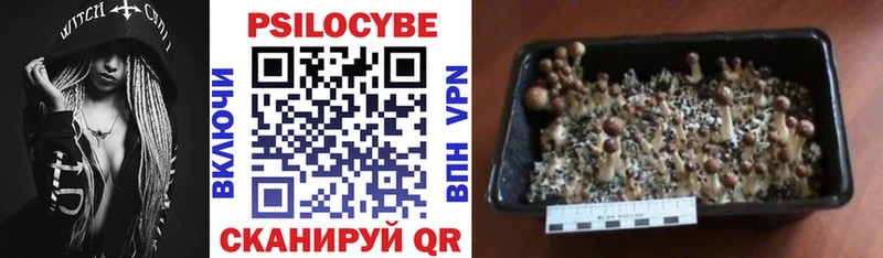 Галлюциногенные грибы Psilocybine cubensis  Наро-Фоминск 
