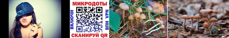 Псилоцибиновые грибы Psilocybine cubensis Наро-Фоминск